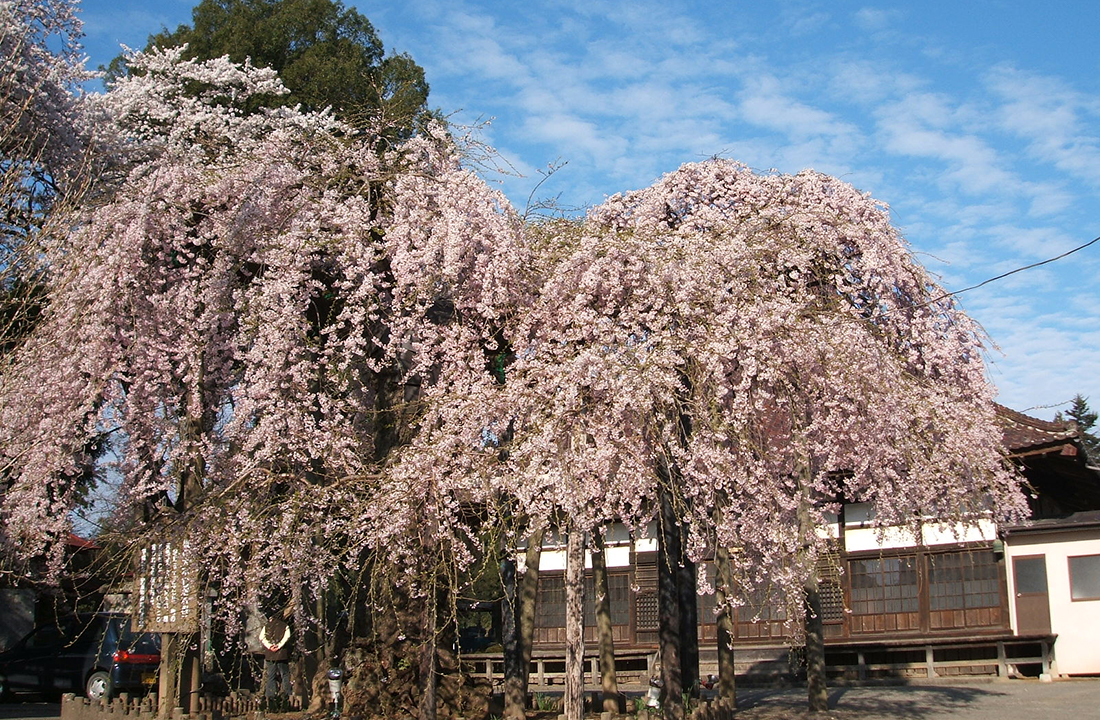 円東寺のシダレサクラ