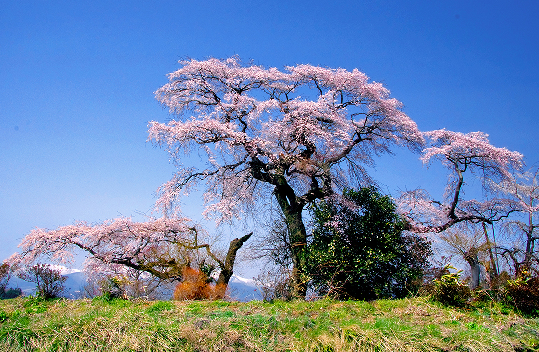 平介桜