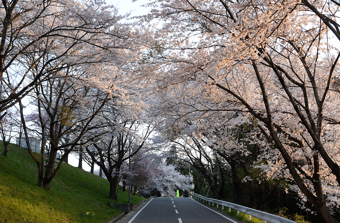 安達運動公園の桜