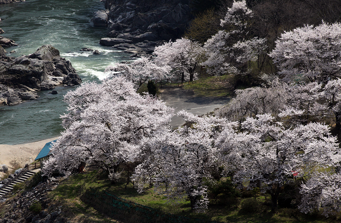 島山・稚児舞台の桜