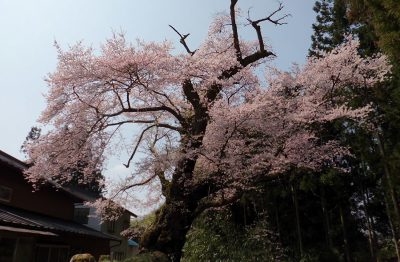 日石のさくら
