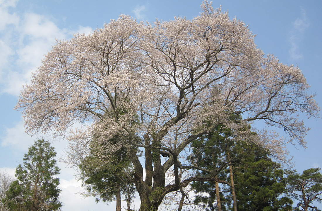 小田八龍桜