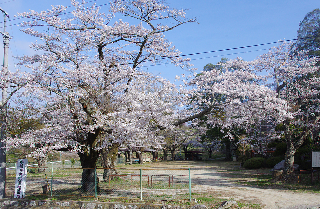 木幡山隠津島神社の桜