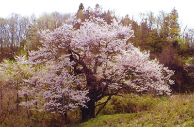 長沢の桜