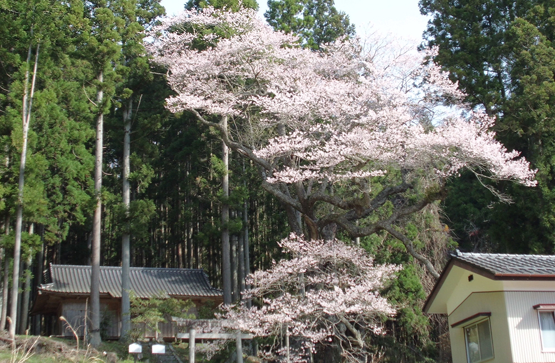 香野姫神社の夫婦桜