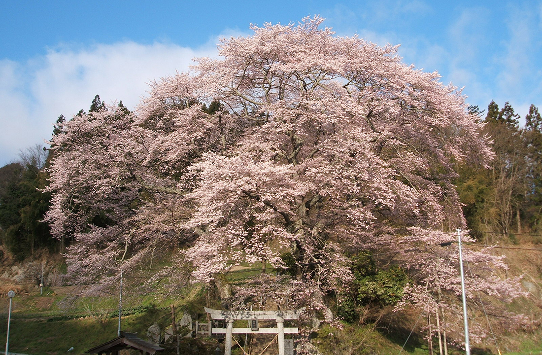 殿神社の岩桜