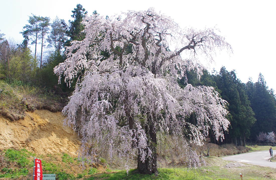 福田寺の糸桜