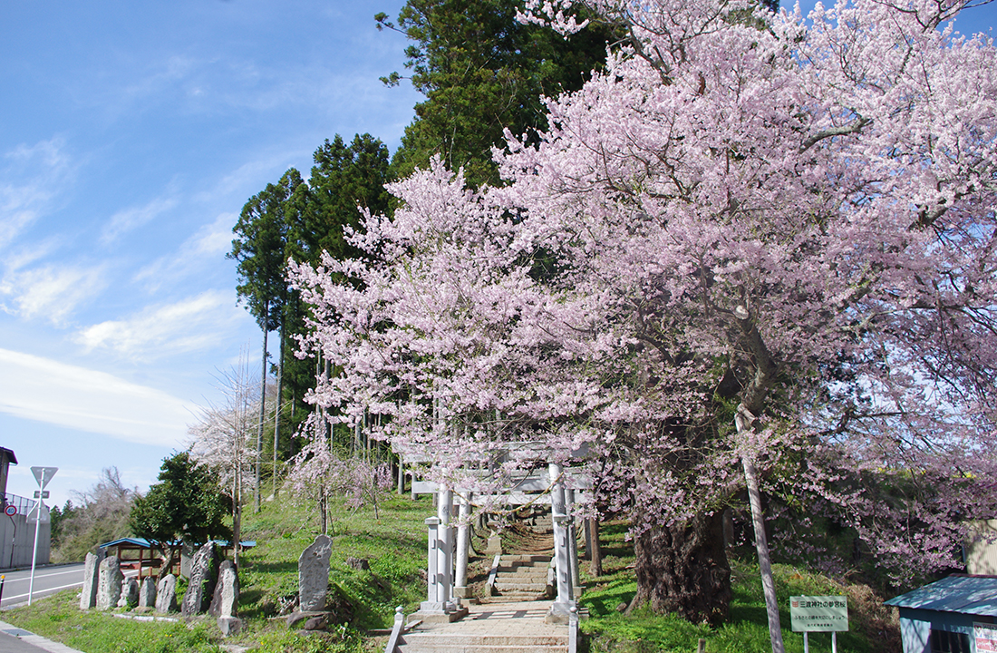 三渡神社の桜