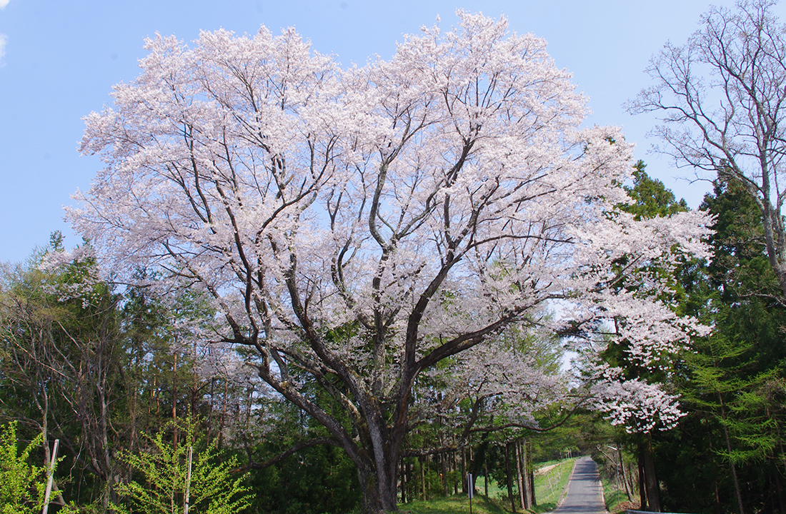 一本杉公園　山田の桜