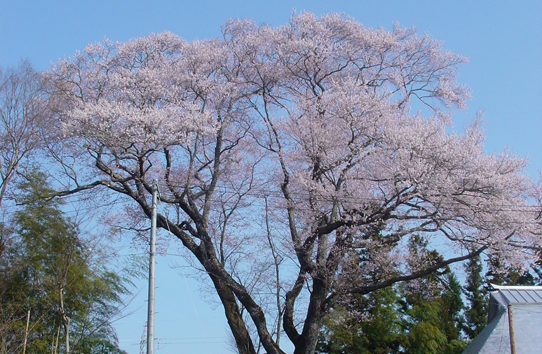 山中の伊三郎桜