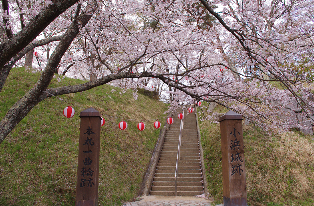 小浜城址の桜