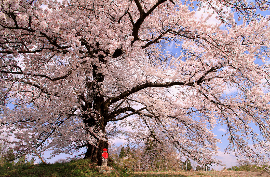 日向の人待地蔵桜