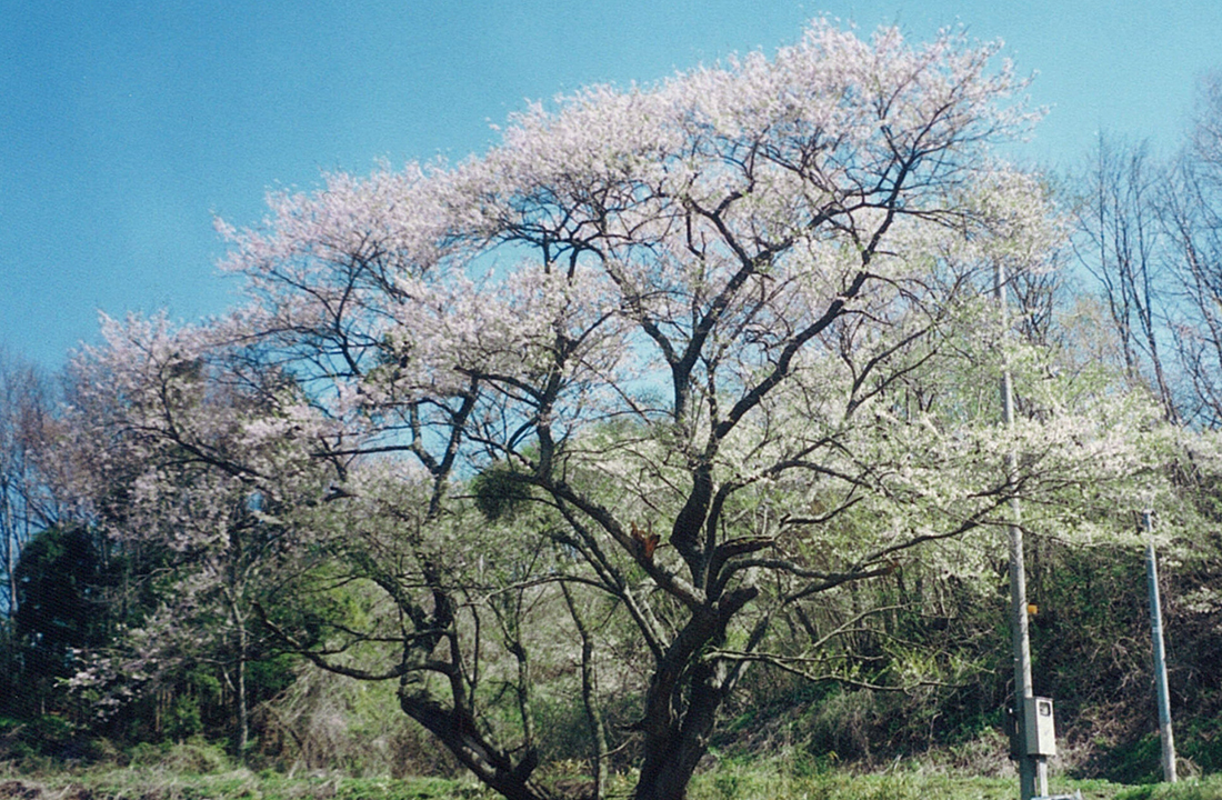 日山の種まき桜