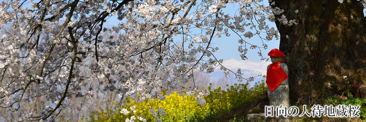 日向の人待地蔵桜