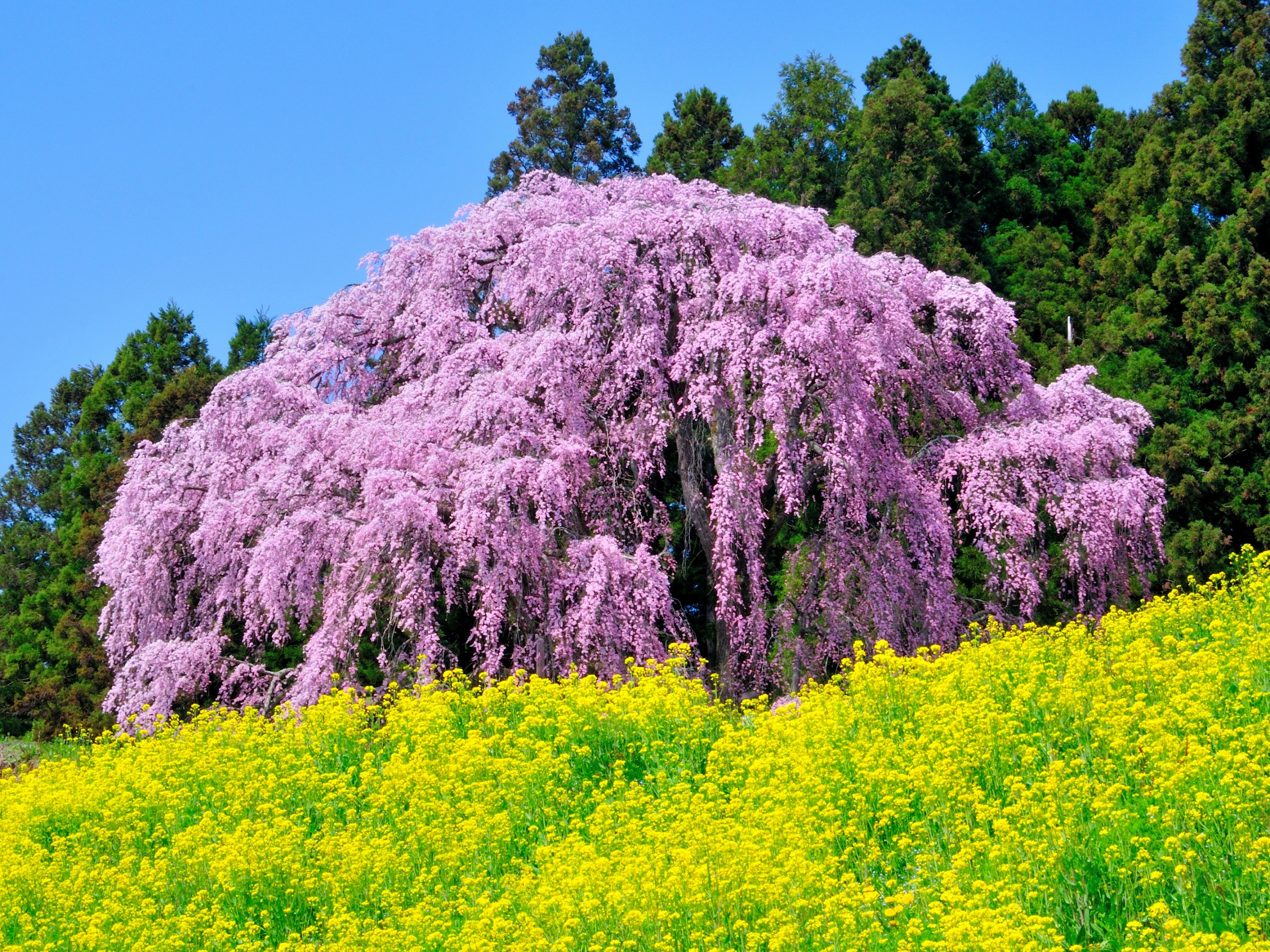 38 合戦場のしだれ桜 花さんぽ 二本松市観光連盟