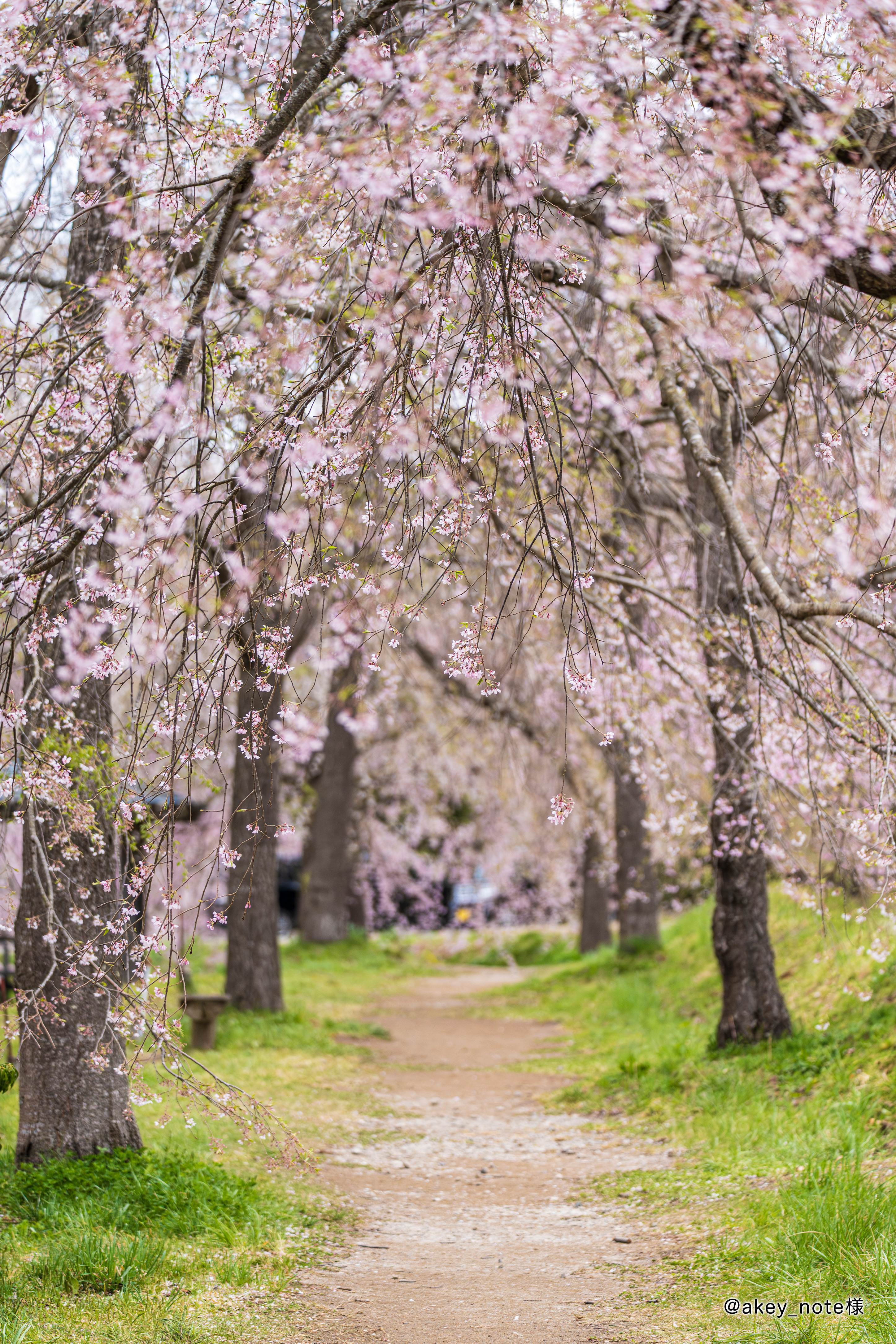 いわしろさくら回廊