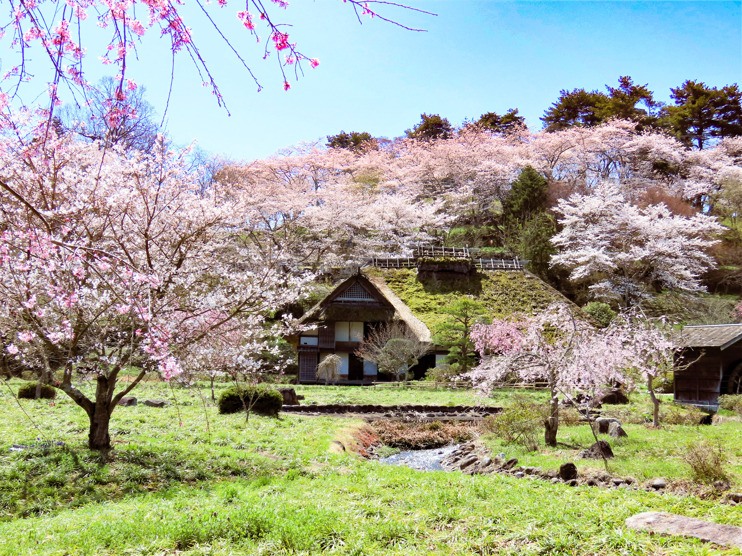 安達ケ原公園の桜