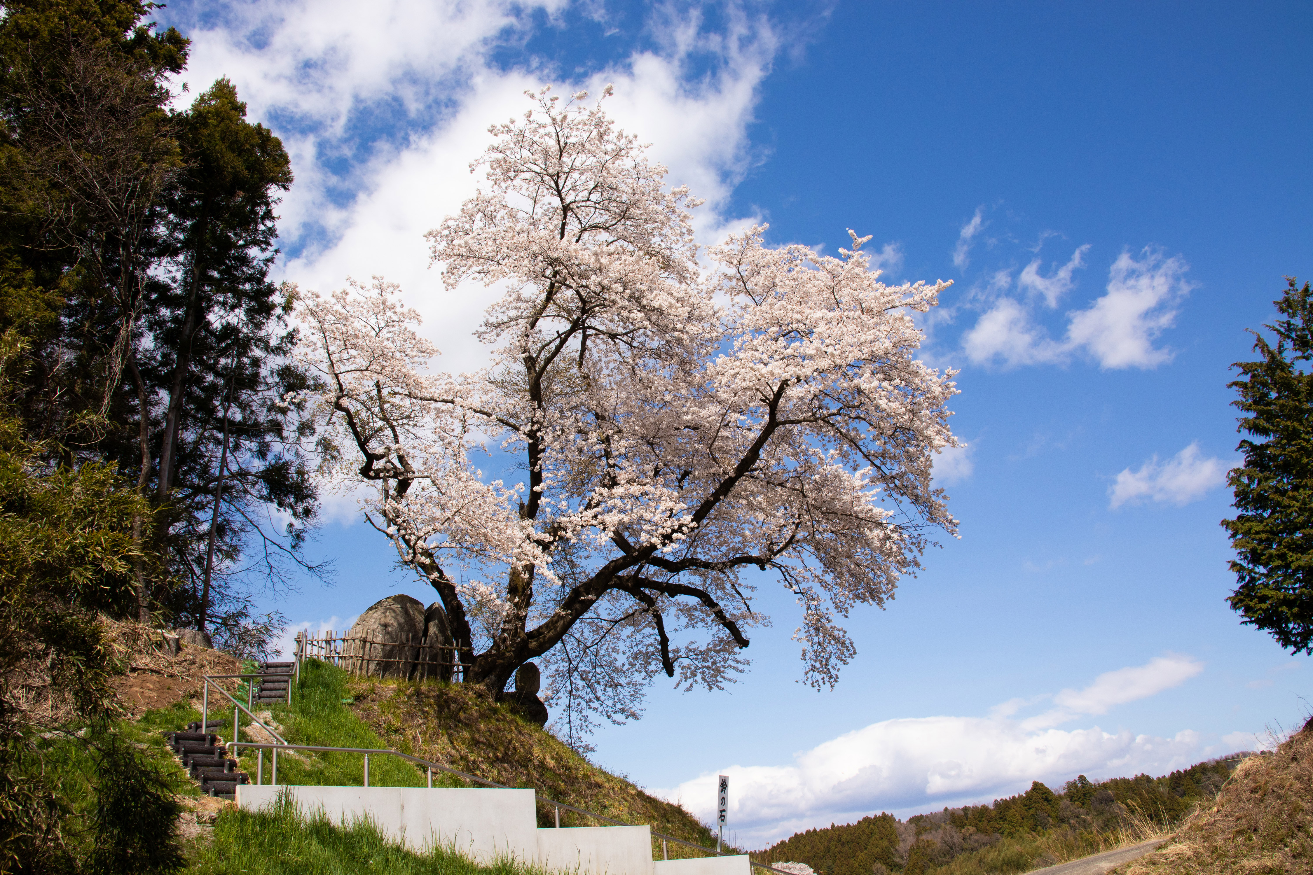 鈴の石の桜