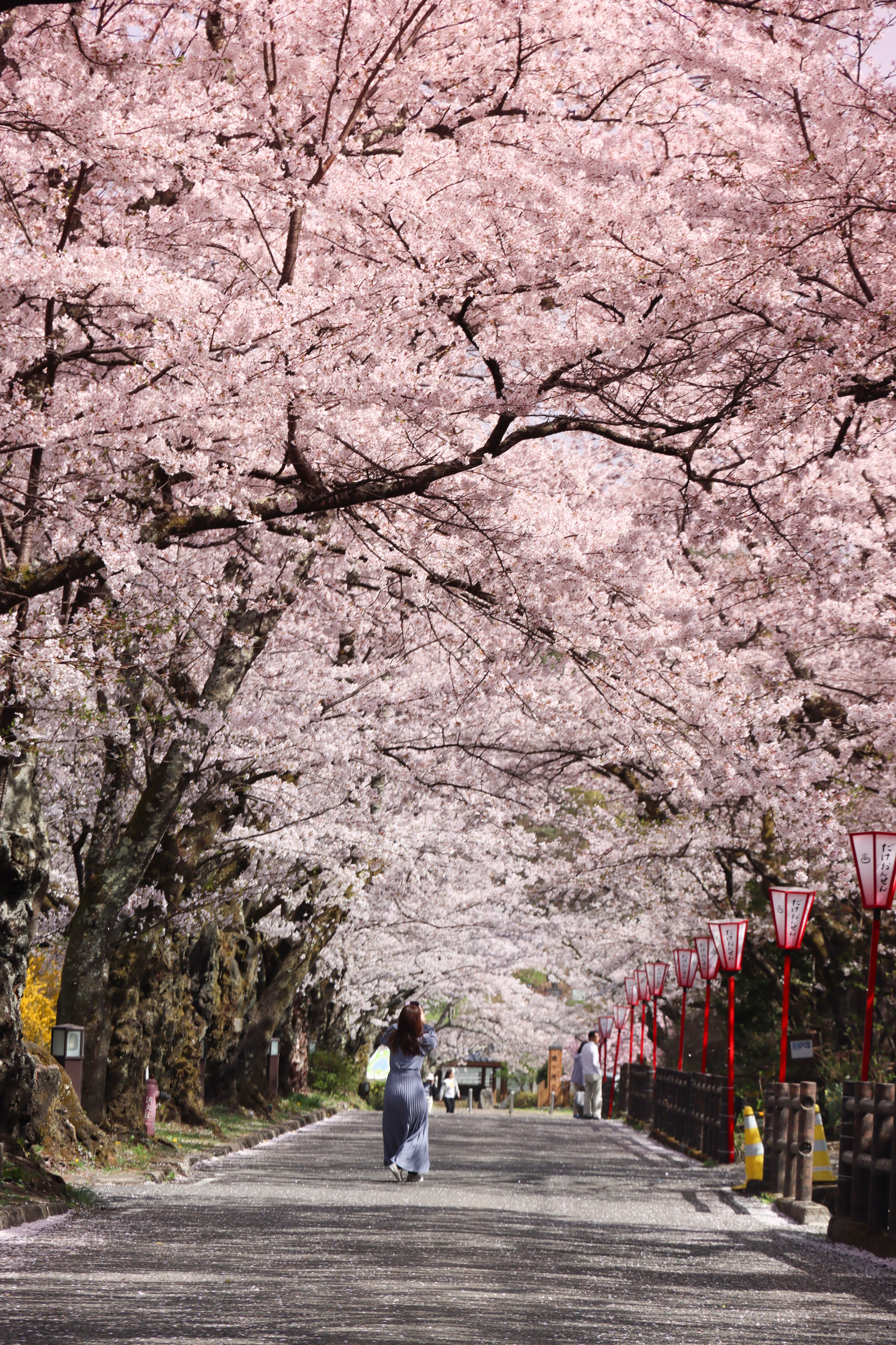 岳温泉桜坂